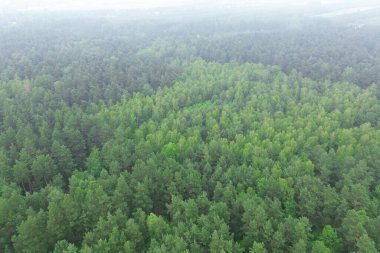Alçak bulutlar gündoğumunda sonbahar ağaçlarını ve tarlaları örtüyor