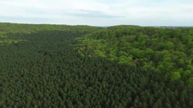 Havadan bakıldığında doğal orman dokusu
