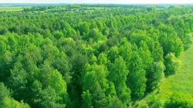 Orman ve ekin tarlaları olan yeşil kırsal