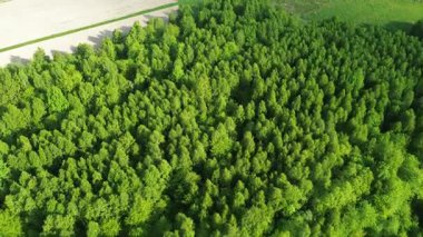 Güneşli yeşil orman manzarası biyolojik çeşitliliği gösteriyor