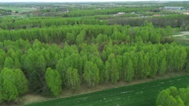 Genç yeşil orman ve yukarıdan gelen tarlalar