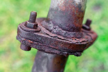 Paslı vida makro fotoğraf