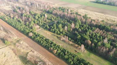 Kırmızı ve sarı yapraklı sonbahar ormanı