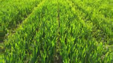 Sahadaki sağlıklı yeşil ürün sıralarının yakınlaştırılması