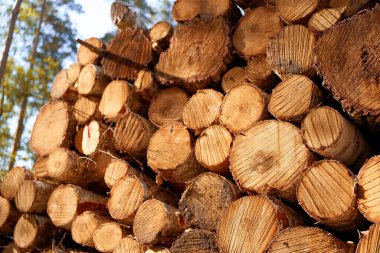 Yığılmış tahta kütüklerin yakın görüntüsü