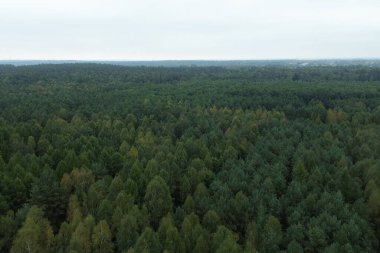 Sonbahar ışığında yeşil ve portakal ağaçları