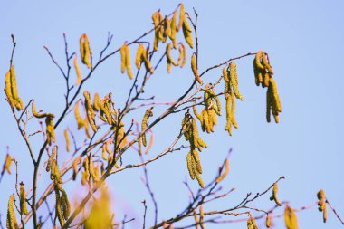 Çiçek açan fındık kedileri rüzgarda sallanıyor
