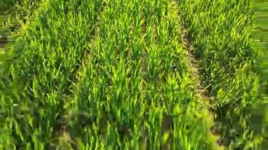 Orman kenarına doğru uzanan yeşil tarlalar