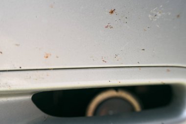 Ölü böcekler beyaz arabanın önüne saçılmış.