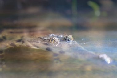 Suda gizlenen kamufle olmuş timsah.