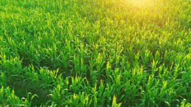 Güneş batarken parlayan mısır tarlası desenleri