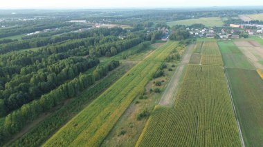 Tarlalar ve ağaçlar arasında asfaltsız kırsal yol