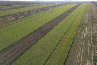 Kırsal tarım arazileri görülebilir yaban geyikleri