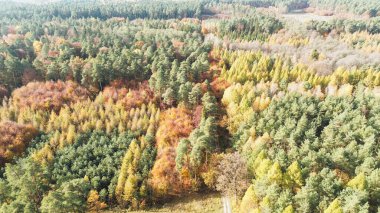Tepeden tırnağa altın ve yeşil sonbahar ormanı
