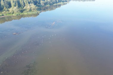 Bataklıktaki Kuşların Hava Görüntüsü