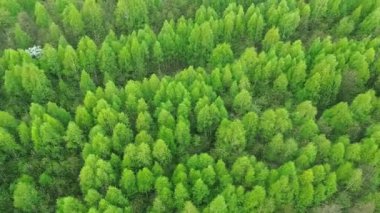 İlkbahar kırsal kesimde insansız hava aracı görüntüsü