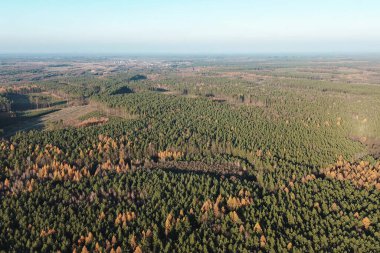 Mevsimler ormanda çıplak ağaçlarla değişir.
