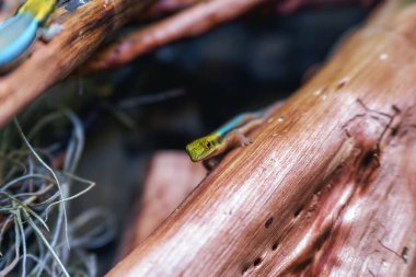 Dinlenen parlak renkleri olan küçük kertenkele.
