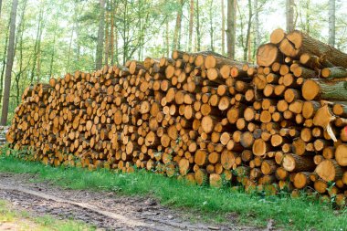 Tahta çam sandıklar değirmen için hazır.