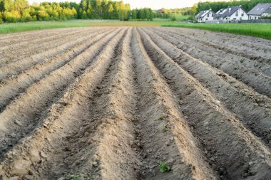 Orman sınırına yakın ekili tarlalar.