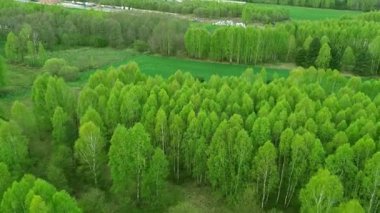 Yeşil bahar ormanı ve tarlalarının havadan görünüşü