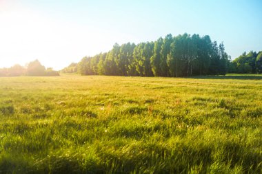 Yeşil kırsal ve tarımsal arazi