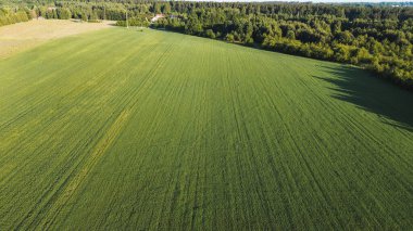 Yukarıdan yeşil tek kültürlü tarım arazisi