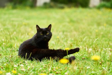 Çimlerde dinlenen yeşil gözlü kara kedi