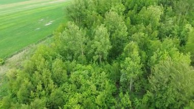 Yazın güneş ışığı altında doğal orman örtüsü