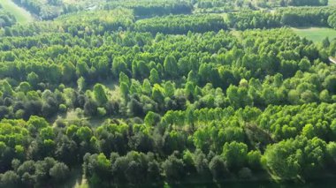 Zengin ağaç örtülü yeşil orman dokusu