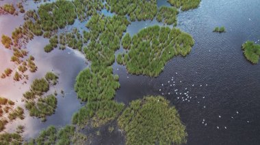 Bataklık ormanı göl manzarası üzerinde uçan kuşlar.