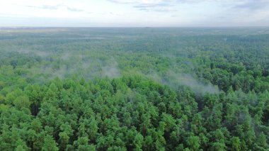 Sisli ormanlık tepe örtüsünün sakin manzarası