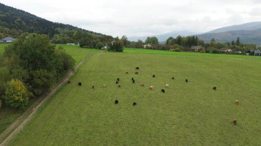 Kırsal alanda otlayan tüylü inekler.