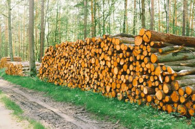 Orman manzarasında odun yığını