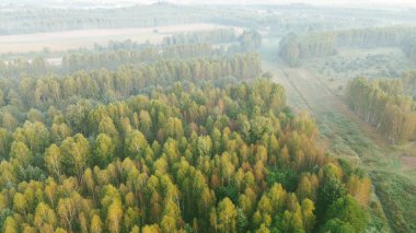 Renkli yaprakları olan manzaralı sonbahar ormanı