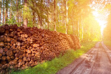 Ormanda saklanmış kütükler nakledilmeyi bekliyor.