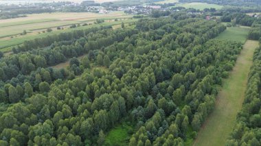 Yoğun yeşil ormanın havadan görünüşü