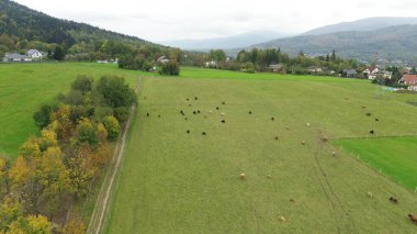 Açık kırsal alanda inekler.