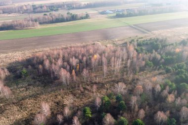 Sonbahar günü çıplak ağaçlar