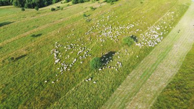 Koyun sürüsü yemyeşil yamaçlara dağıldı.