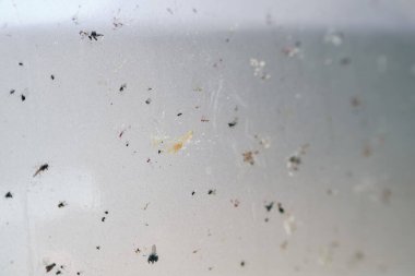 Böcek cesetleriyle kaplı kirli tampon.