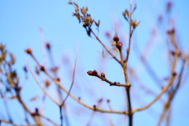 İlkbaharda dallarda çiçek açarlar.