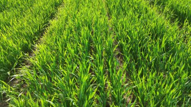 Yeşil buğday tarlası yemyeşil ormanlarla çevrili.