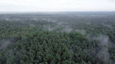 Yeşil ormanda sisli bir yaz sabahı