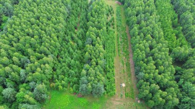 Açık Alandaki Çam Ağaçlarının Yeniden Büyümesi