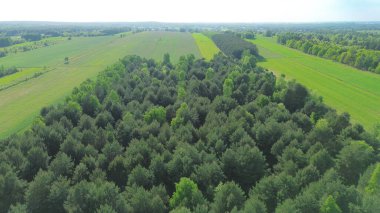 Yeşil tarlaların yanında canlı huş ağaçları