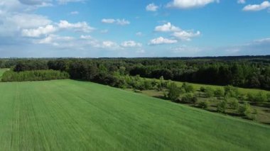 Yukarıdan gelen simetrik yeşil ağaçlar