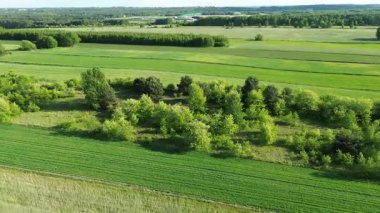 Orman dengesinin yeniden kurulmasına yardım eden