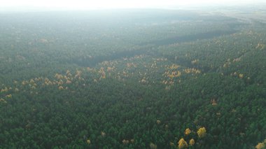 Gün batımında hava manzaralı sonbahar ormanı