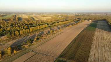 Altın güneş ışığı altında güzel bir sonbahar ormanı